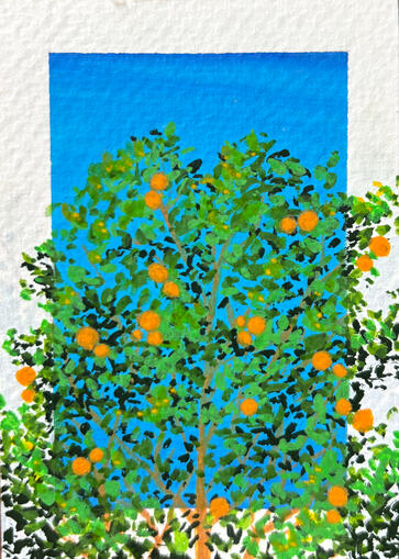 Orange Tree 1